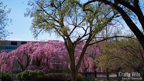 DC in the Spring